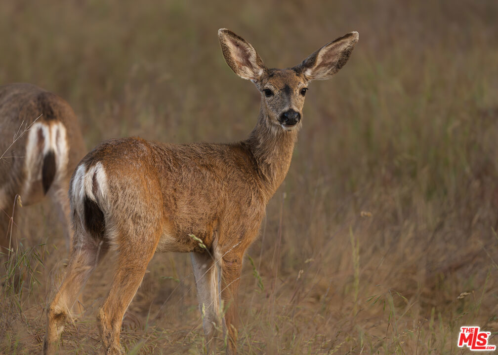 3 Blackhawk Drive, Coarsegold, CA 93614