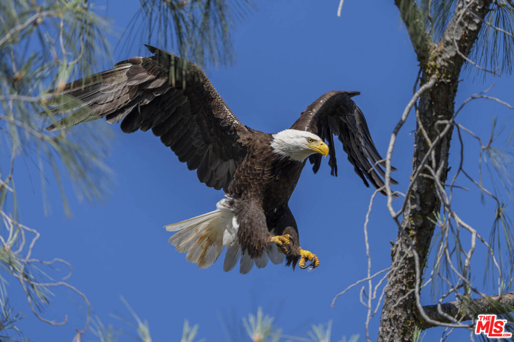 41924 Patrick Avenue #TPN#4337/1, Coarsegold, CA 93614