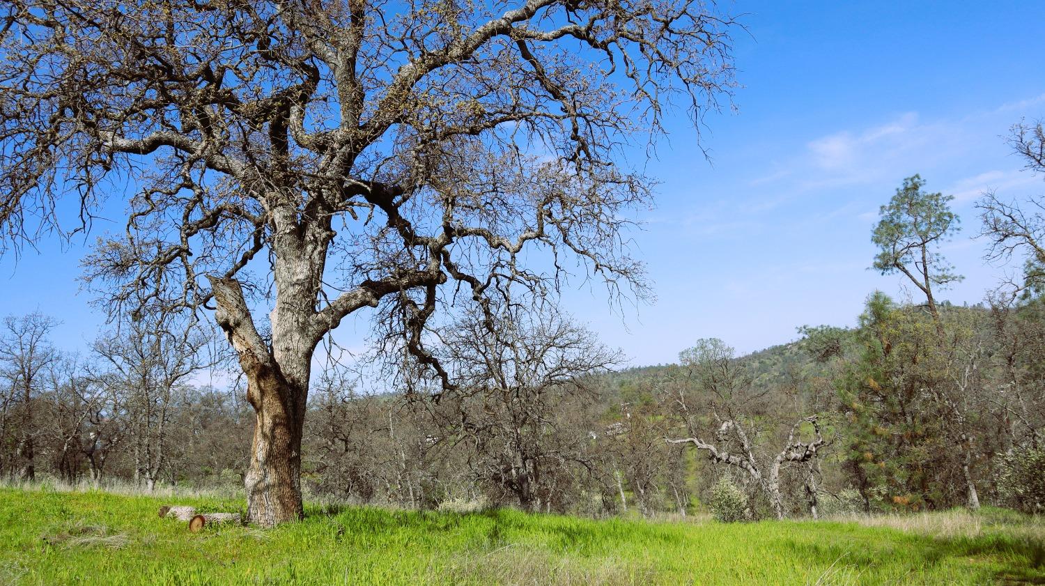 222 Big River Way, Coarsegold, CA 93614