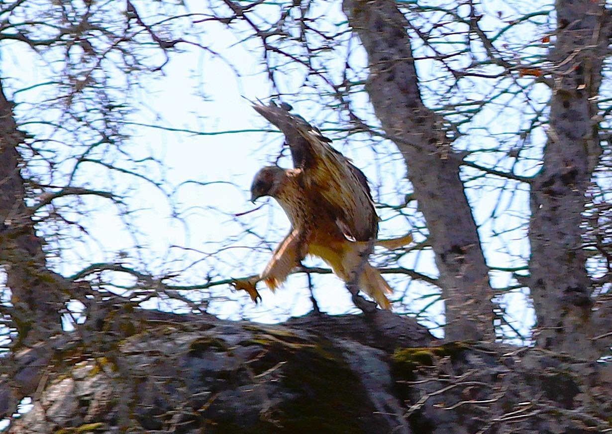 222 Big River Way, Coarsegold, CA 93614