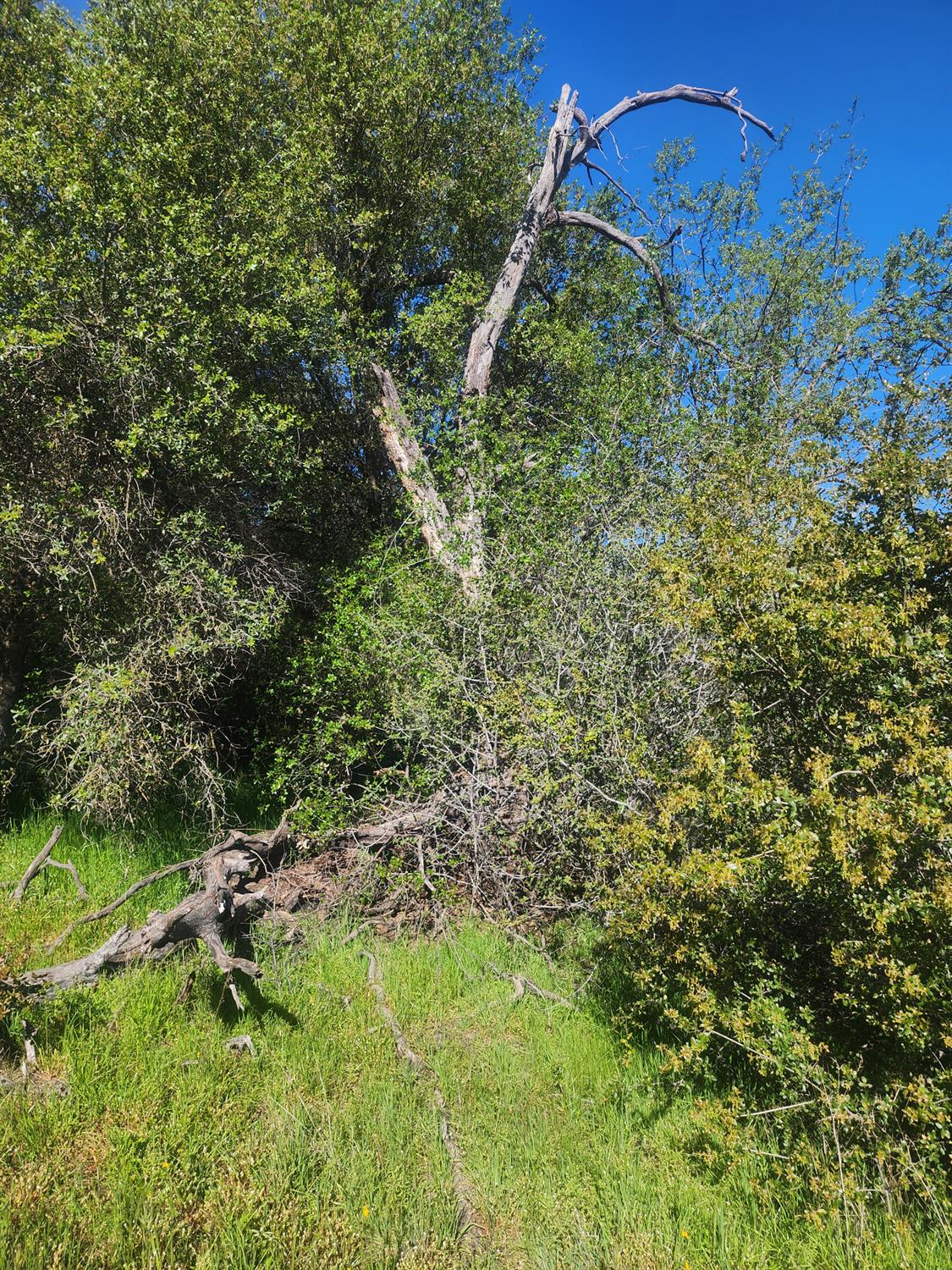 0 0 Rocky Ridge Road, Coarsegold, CA 93614